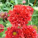 Picasa 2.7